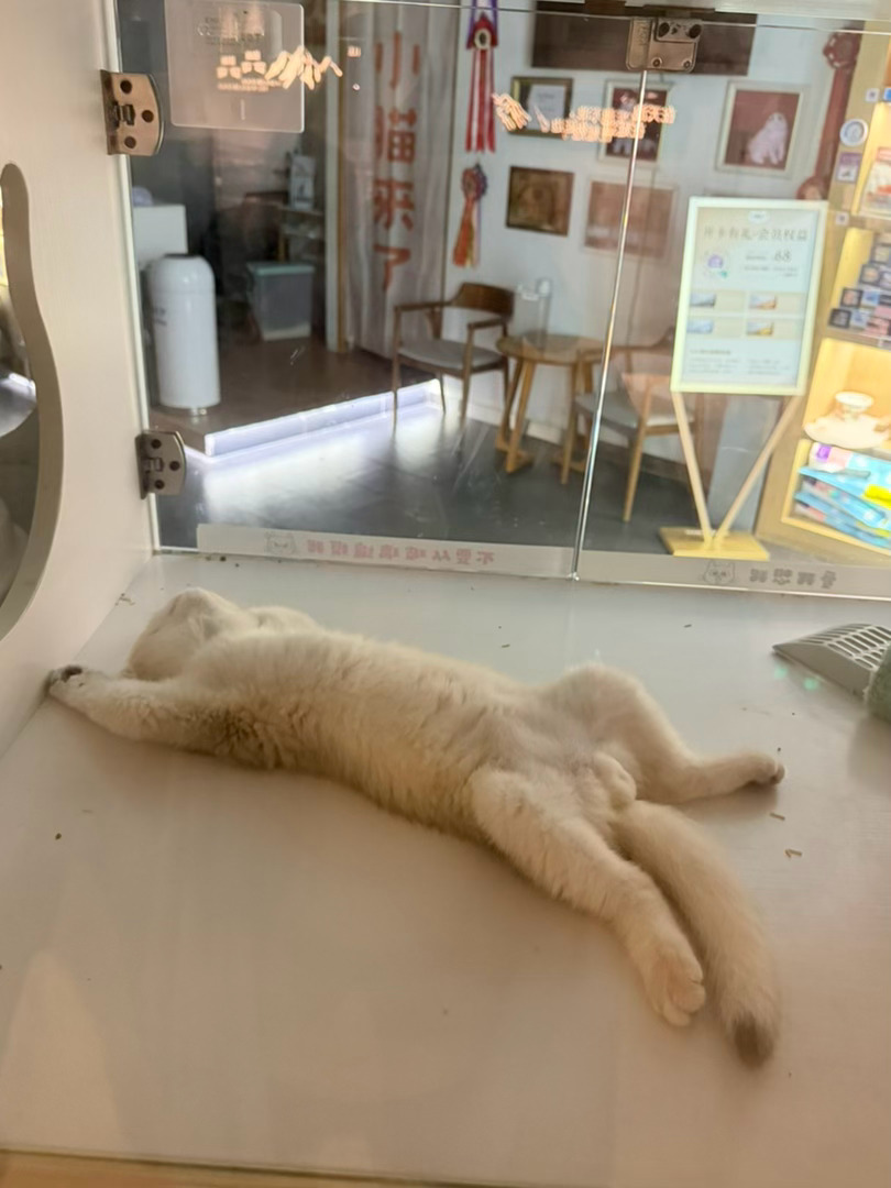 雷霆睡姿小猫[超话] ​​​