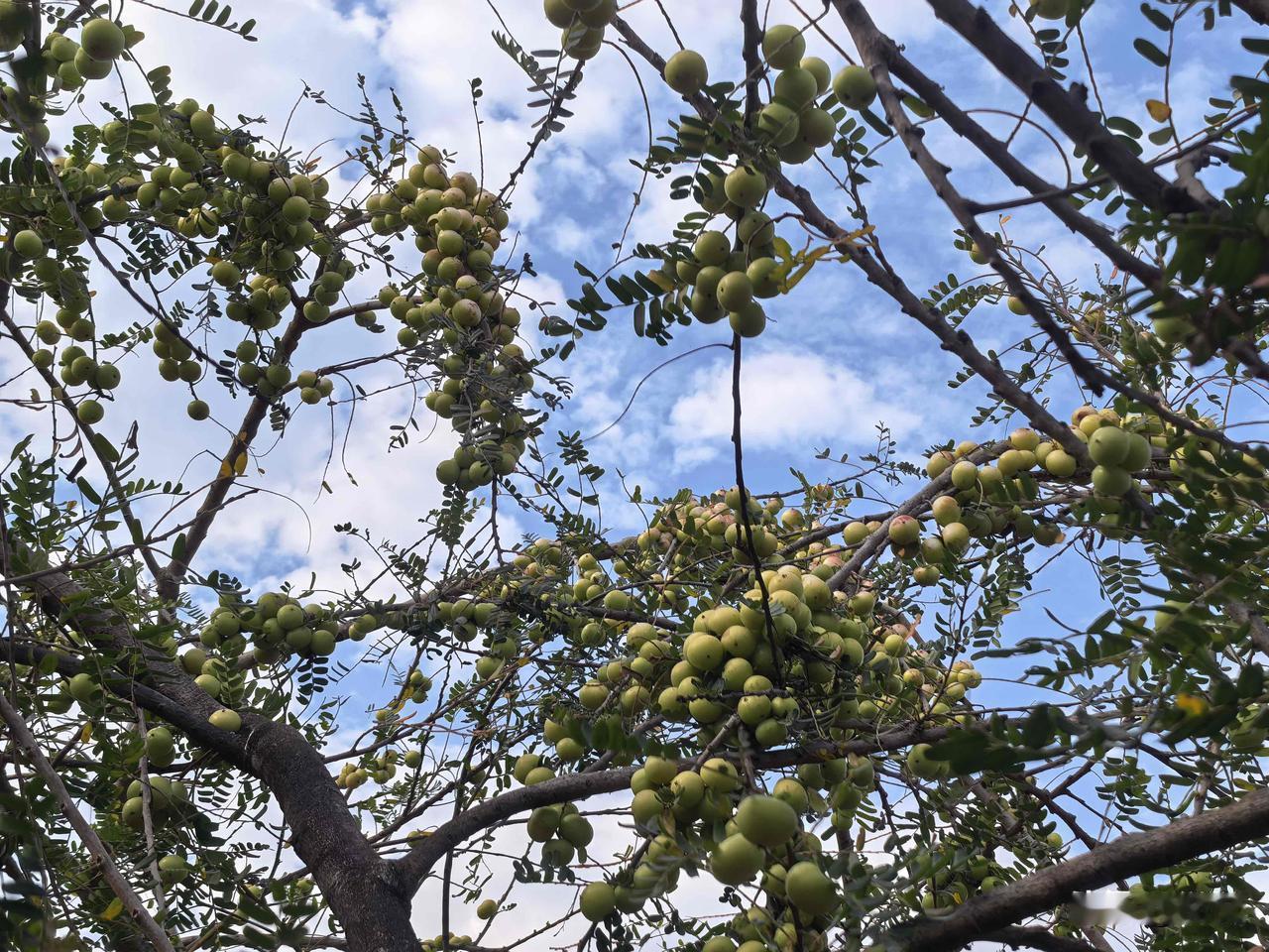 抬头的瞬间，直接被这树油甘子惊艳到了！

满枝丫的青绿小果子挤挤挨挨，像一串串圆