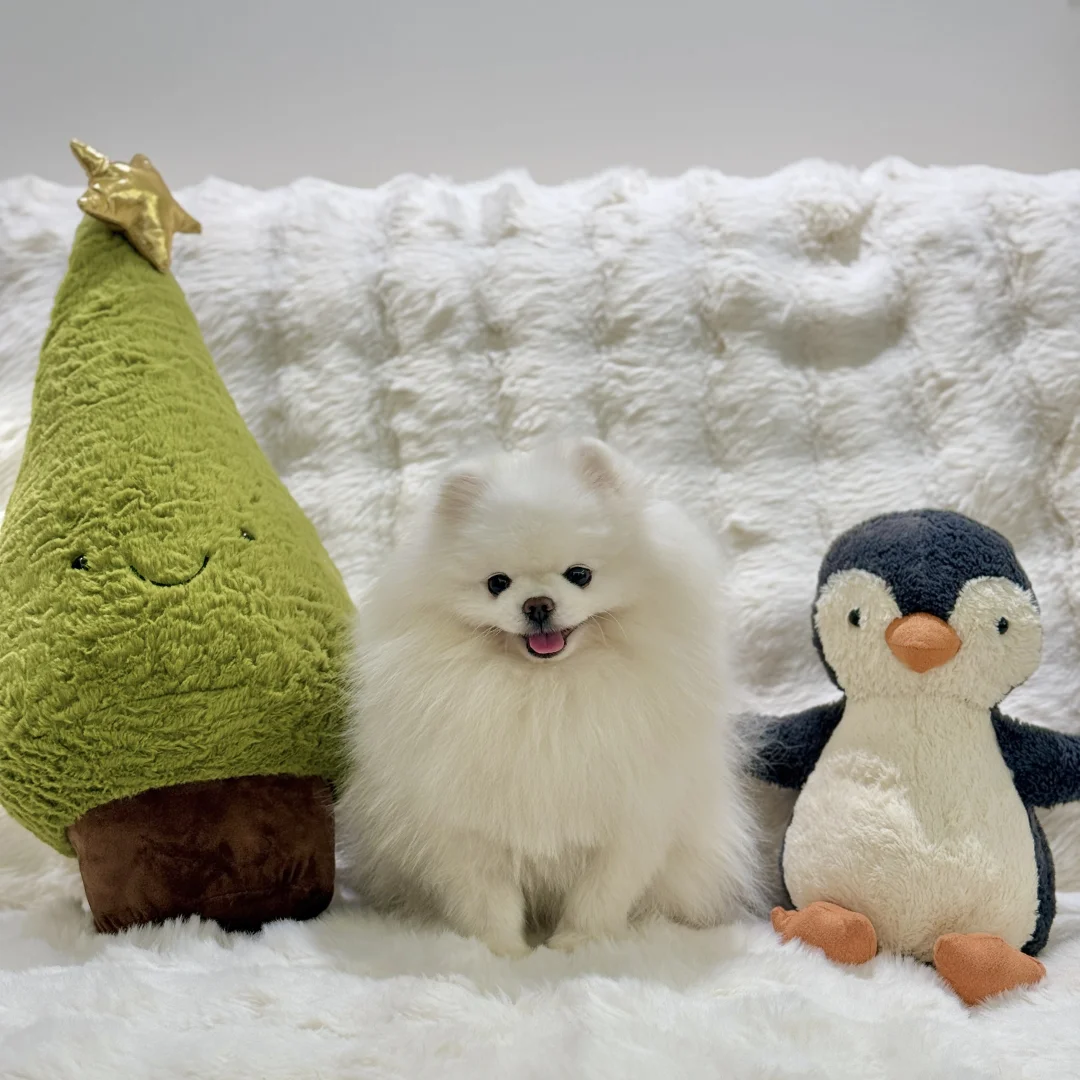 Jellydog🤨