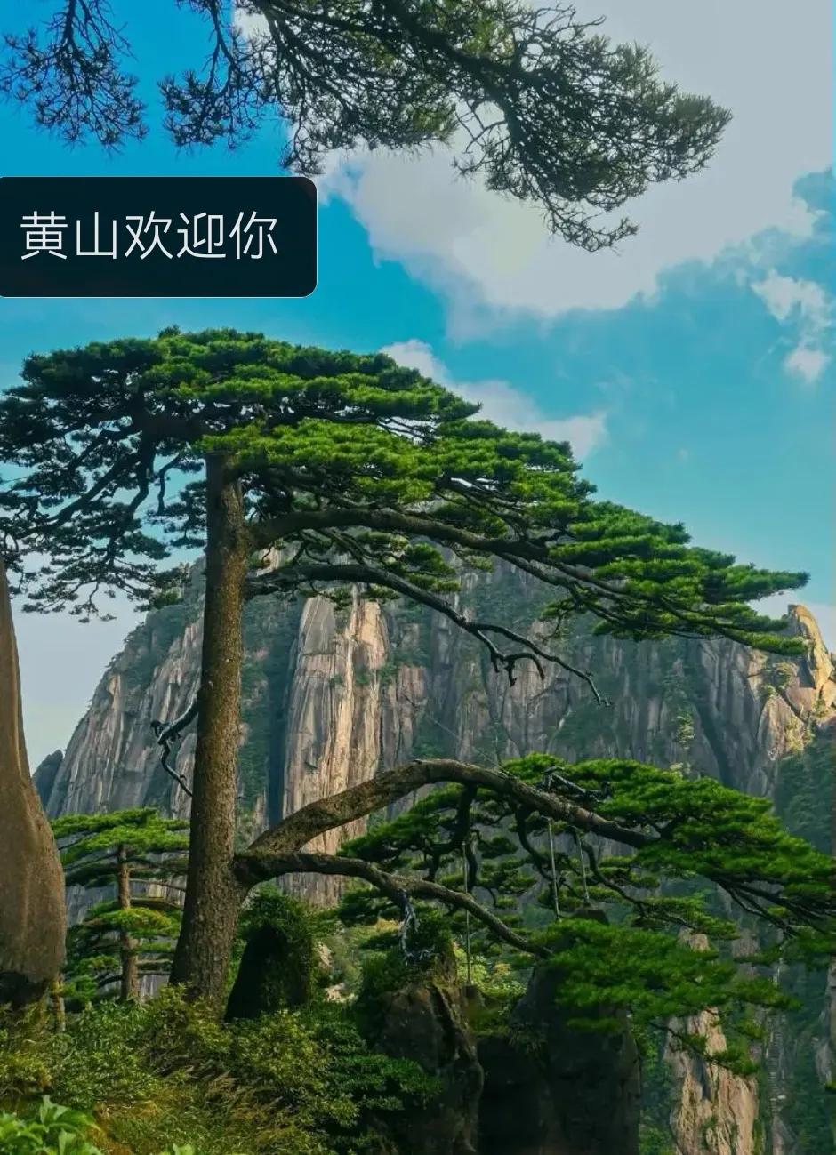 黄山秒杀三清山（三）

现在基本上没有什么争议了，
网友的评论摆在那
最后请大家