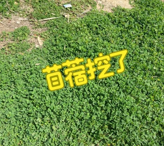 #南京的春天被野菜霸占了# 太喜欢南京的春天了，对于野菜脑袋来说，南京就是野菜天