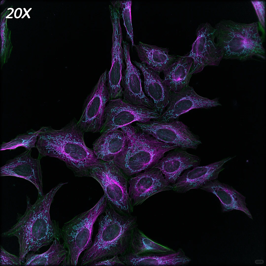 线粒体，从20倍到100倍！放大放大再放大！