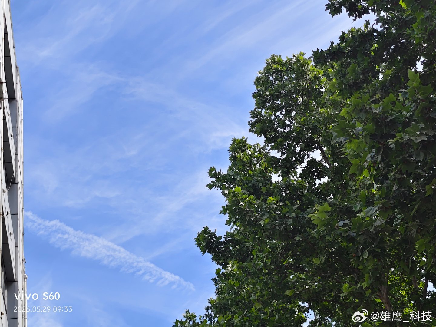 vivo 抬头撞见治愈的好天气，蓝天与绿树包裹，这份自然赠予的惬意美好怎能错过。