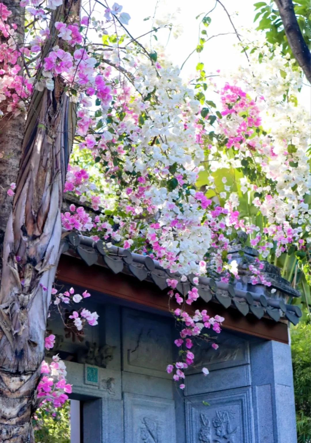 紫荆花开丨浪漫已来
交换春天 花情实况播报 烂漫春野一路繁花盛开 开满花的树 满