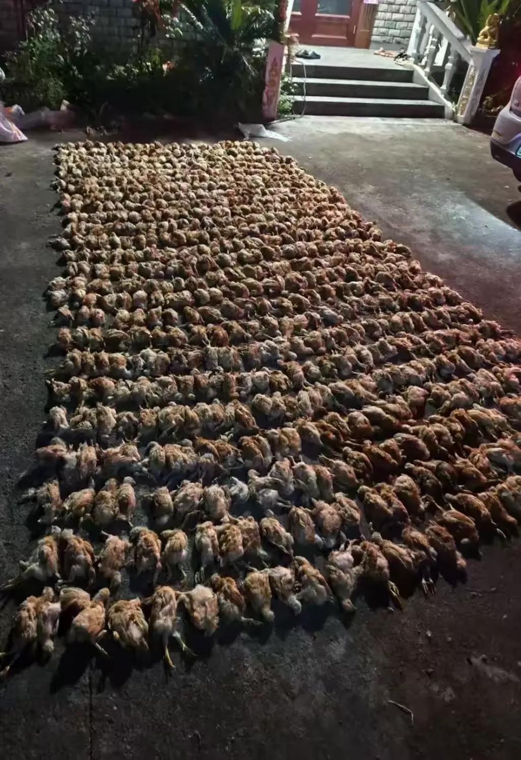 “不速之客”深夜闯进养殖场，一夜之间，1400多只鸡被当场吓死！
养殖户看到现场