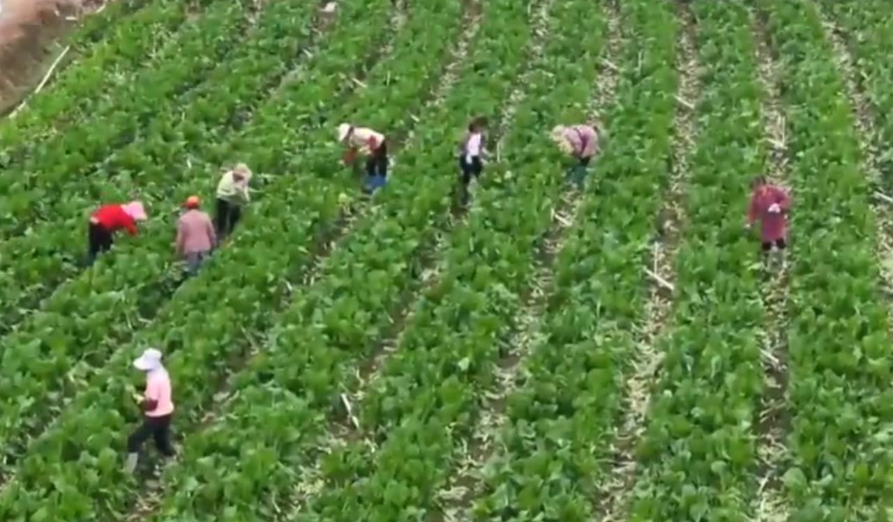 绿意盎然的田野里，农户们忙着采收蔬菜，农机在麦田里有序穿梭，勾勒出春日农耕的繁忙