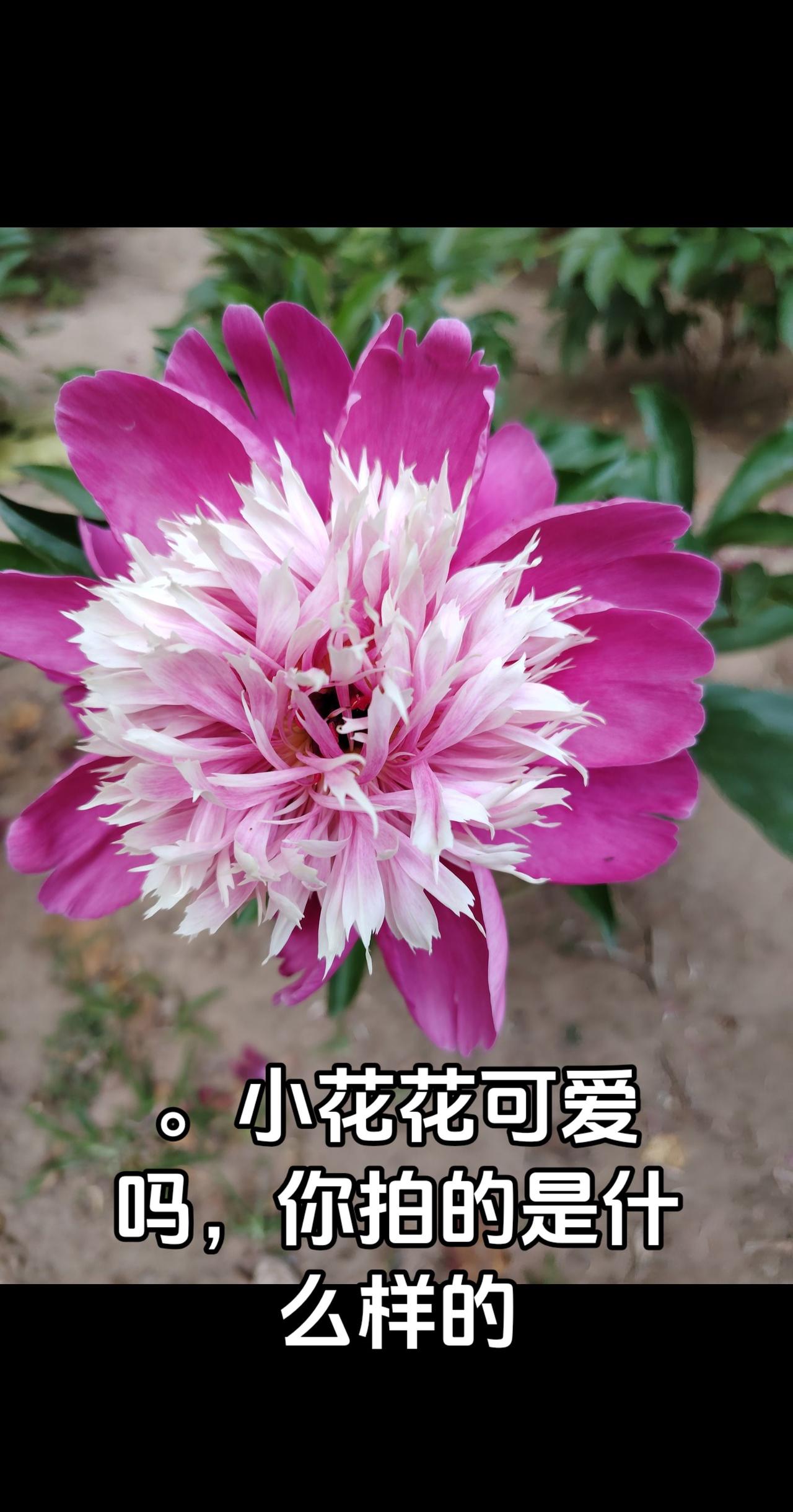 我评论了@V🧚‍♀️～ 的作品：
芍药花来了，符合你心意吗？牡丹芍药花开富贵