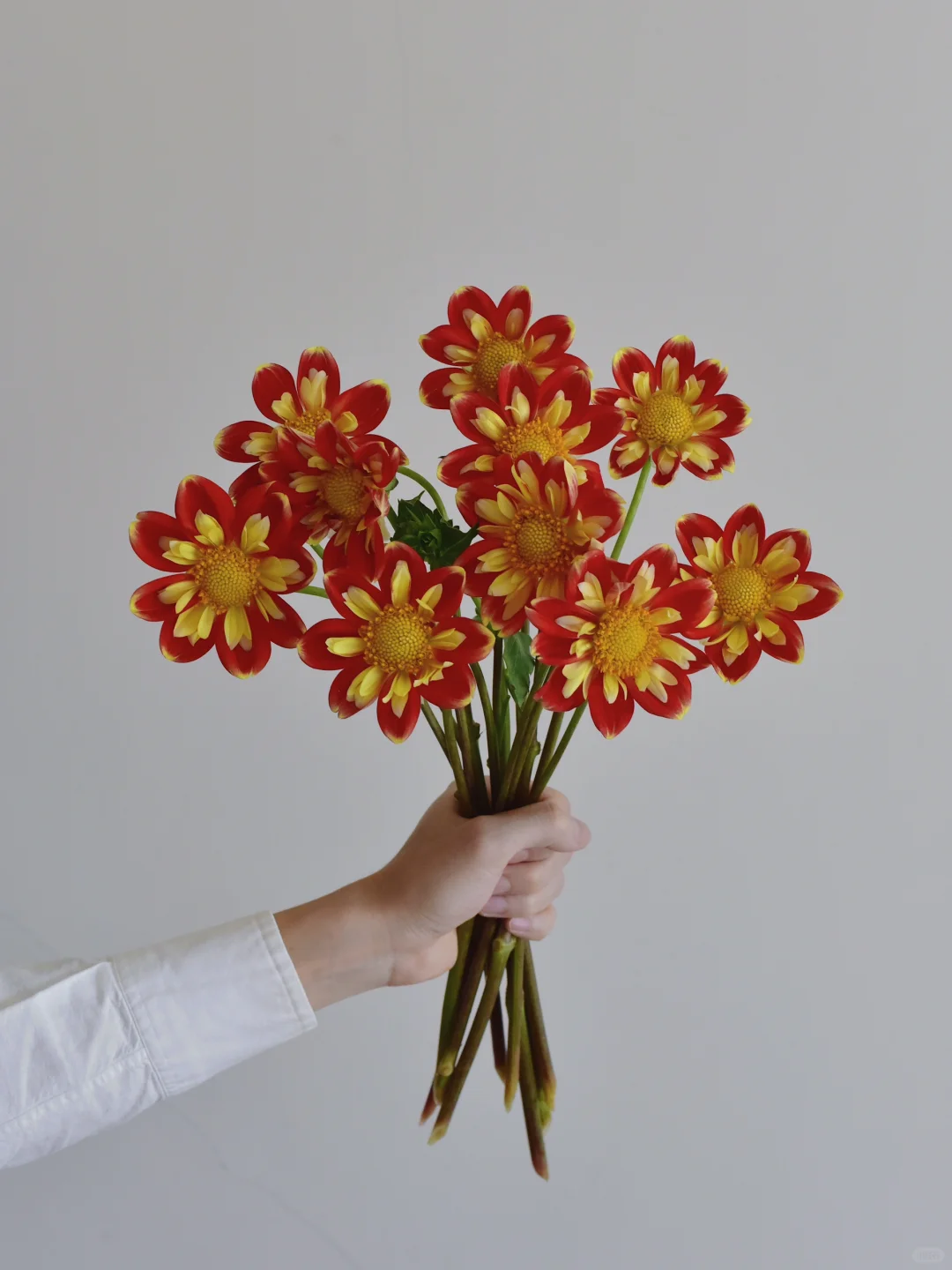 大丽花·天鹅岛