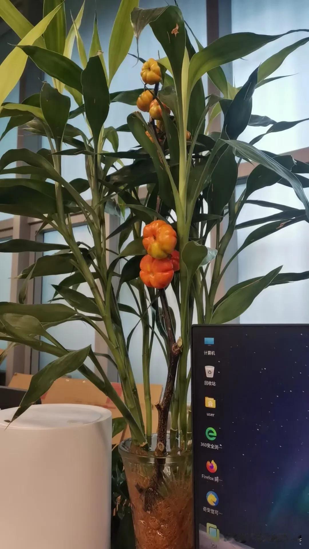 柿子熟了节节高

秋天到了，又到了吃柿子的时候，我其实是很喜欢吃柿子的，虽然还没