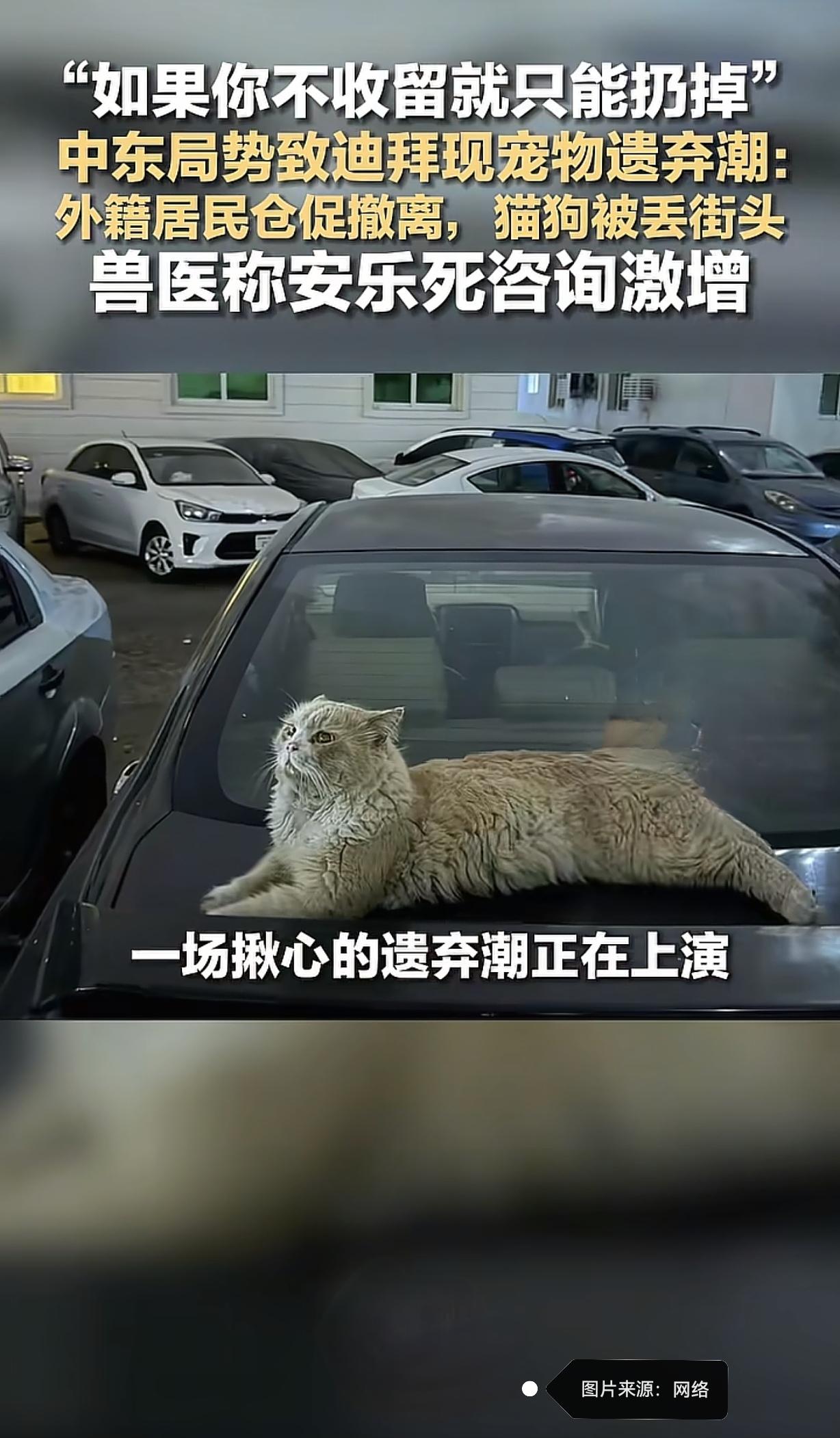 中东局势紧张，迪拜竟成了“宠物弃城”。随着伊朗导弹袭击波及阿联酋，大量外籍居民匆