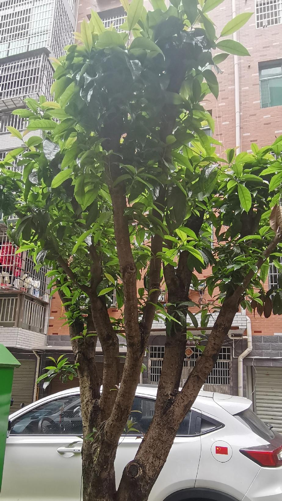 可怜去冬被腰斩，今逢春天长新叶。

（图片为手机拍摄。）