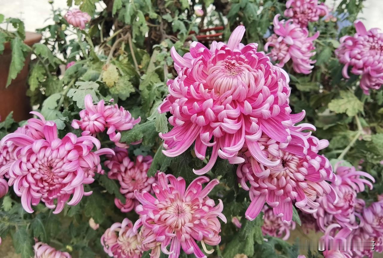 梦幻粉色的绣球花，绽放出无尽的美丽！🌸🌸🌸