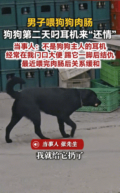 天津一男子踢了邻居家的狗，第二天狗子叼来一副耳机：这礼我还了，但该骂还得骂！
