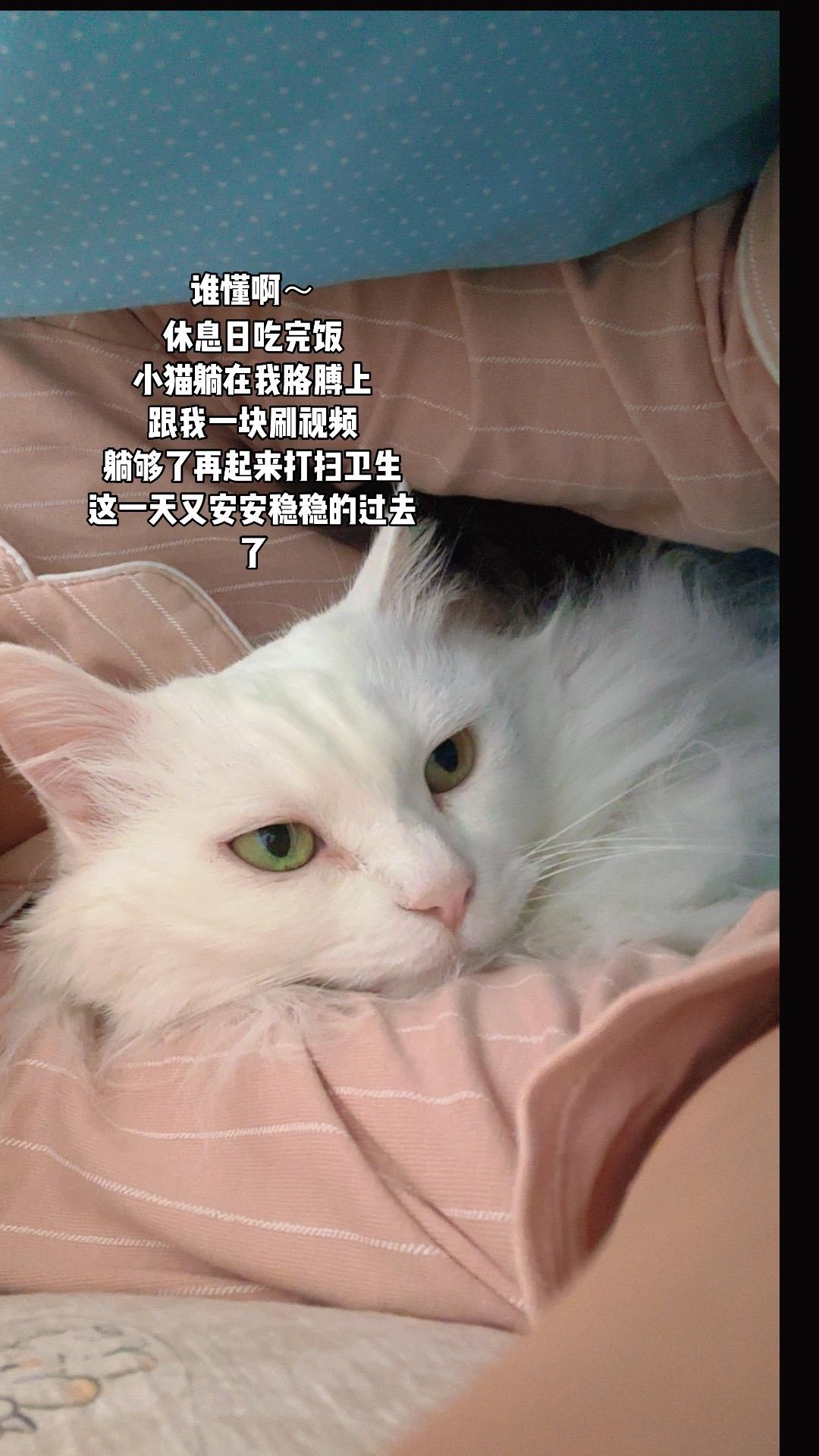 哎呀～有小猫好幸福呀。