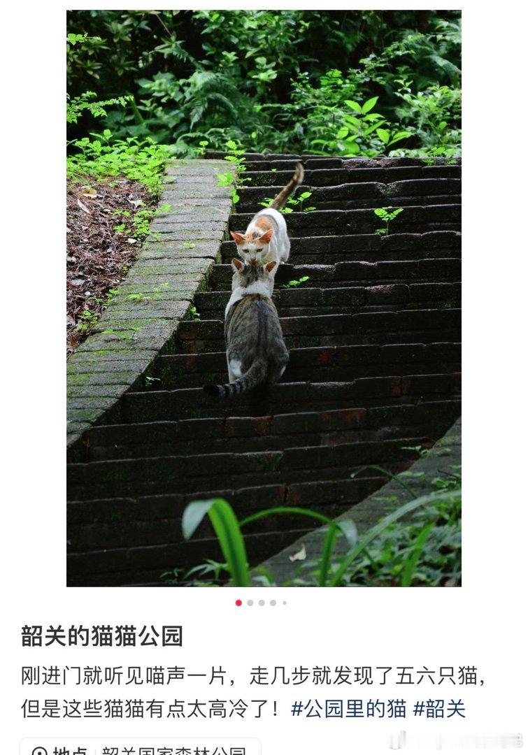 野猫高冷，为了保护自己。 