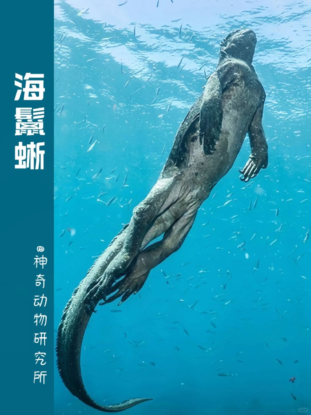 每天了解一种趣味动物👀海鬣蜥（liè xī）