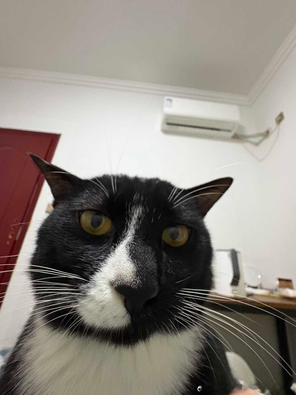 49366【心灵丑】龇牙咧嘴的芝麻馅儿肥咪 