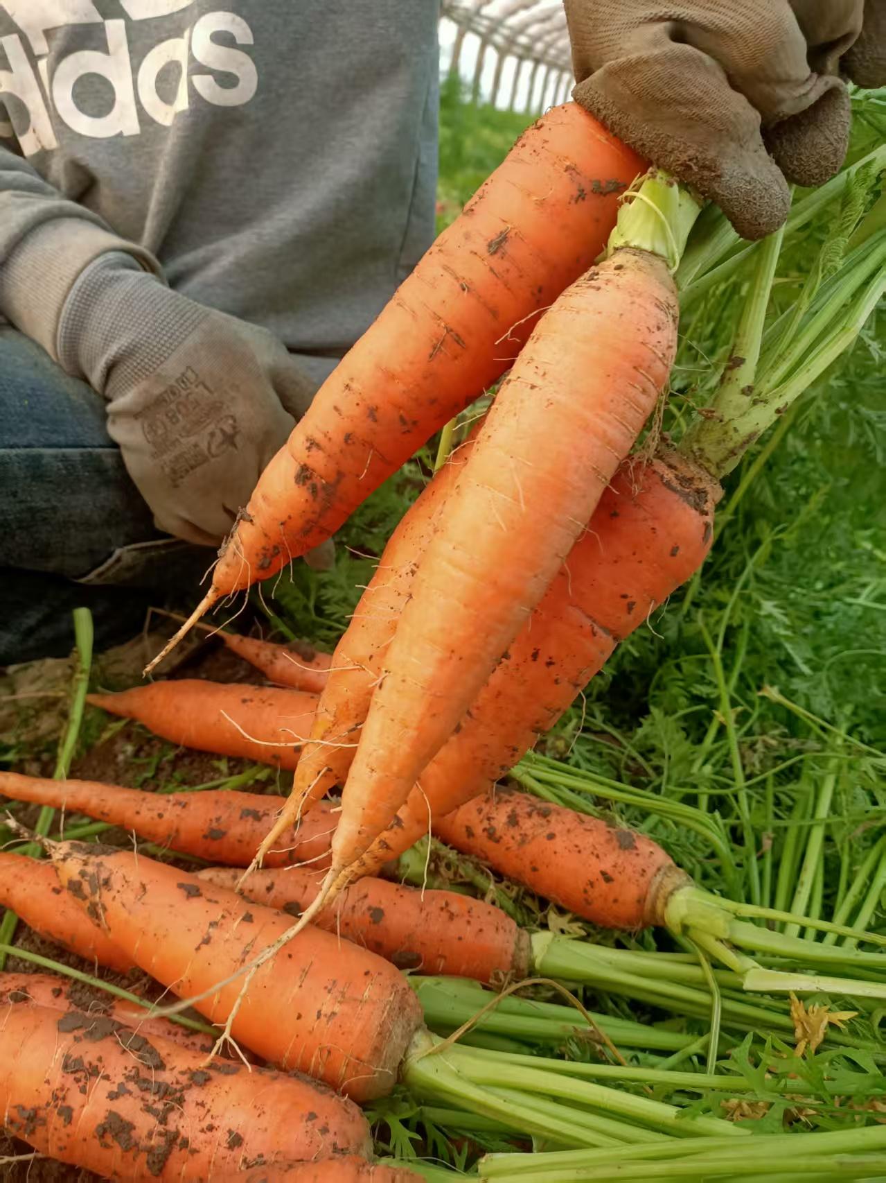 晒图笔记大赛洵哥的老婆子她們從青島去莱西包地挖胡蘿卜，這个季節正是胡萝卜丰收季，