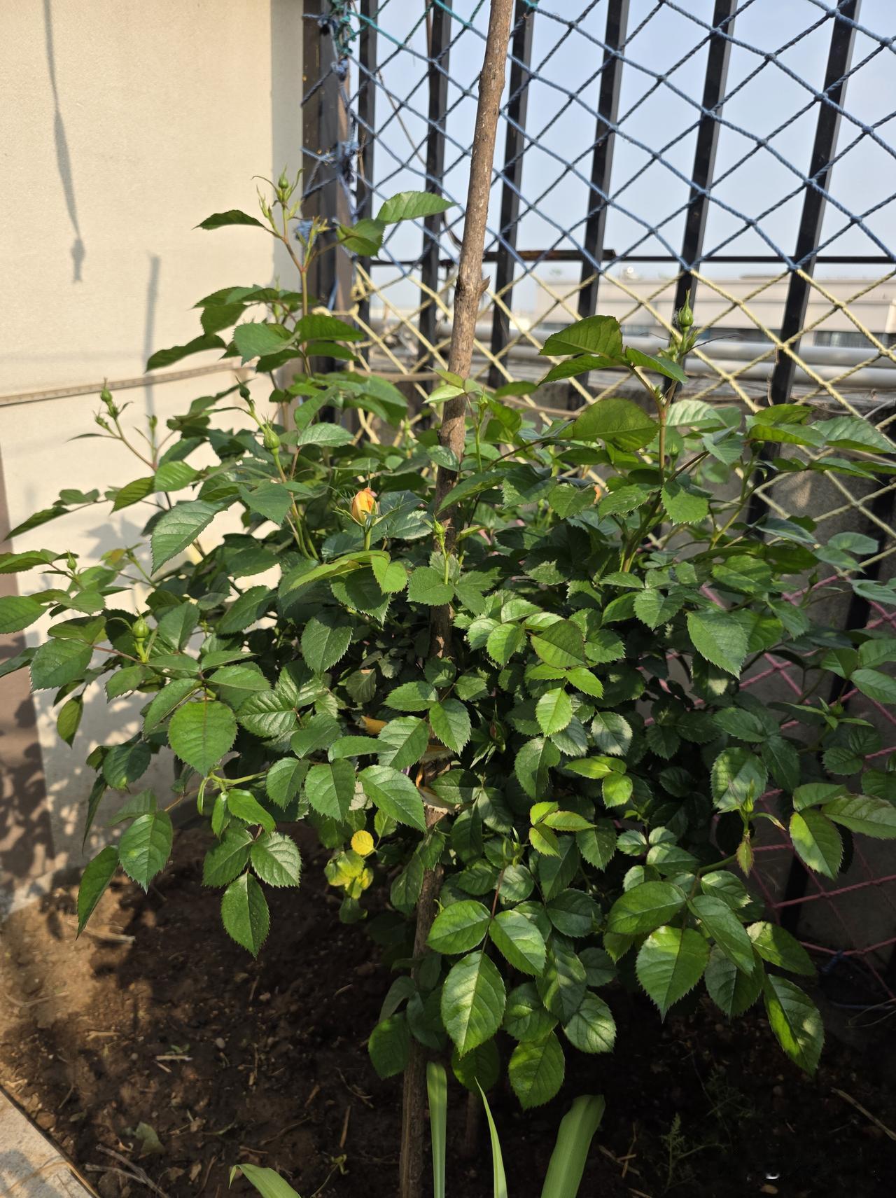 虽然晚归，春色依旧，它们没有辜负这个春天，也没有辜负那两个孩子和我，忽然心生感动