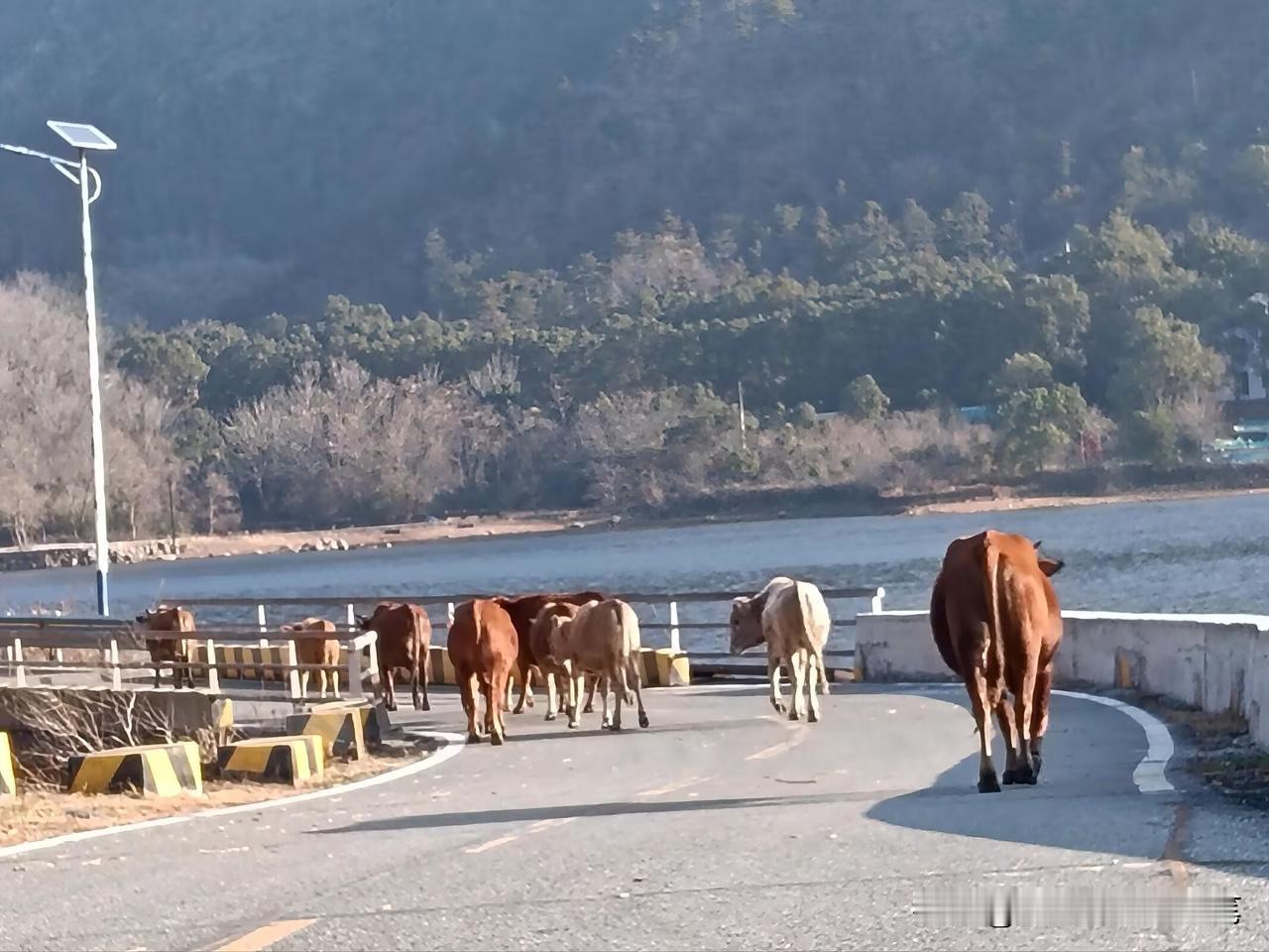 “煮牛用牛粪”，仿“七步诗”蹿红

穿越双峰山途中，遇见一坨坨牛粪。不知谁家孩童