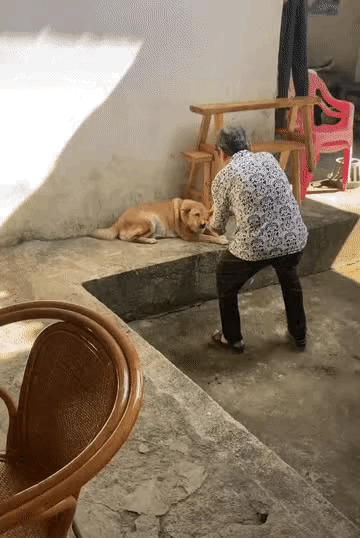 图一：修狗：老顽童啊你！奶奶不带这样玩的啊，不给吃就不要诱惑我。
图二：娶这样的