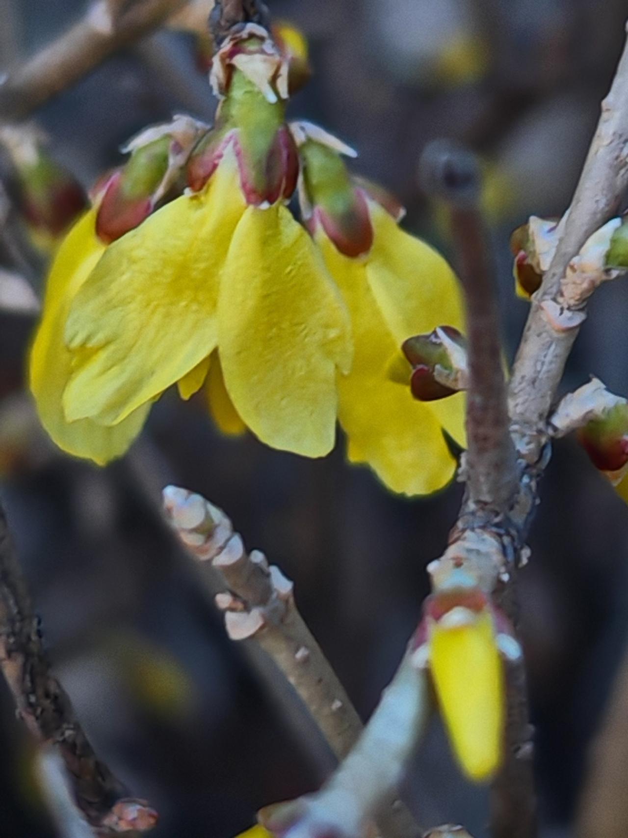 与痛风斗争的历程217
 
   今早醒来，浑身关节状态都很平稳，没有明显痛感，