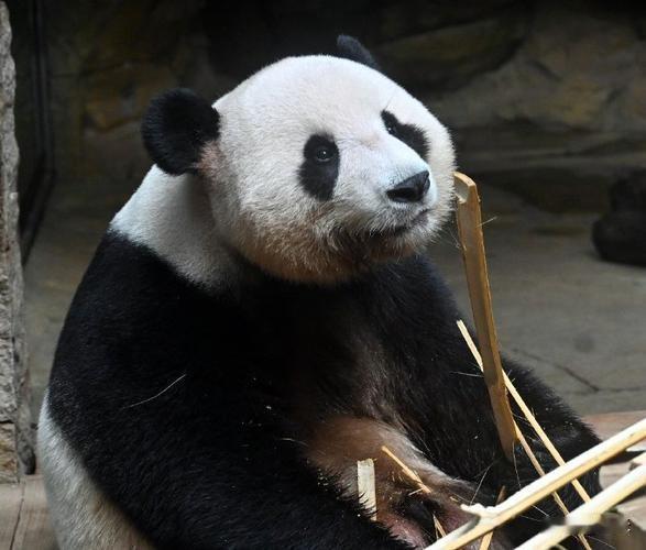 令人痛心！大熊猫家和不幸离世，婷仔正在全力救治
 
近日一则消息让无数网友倍感难