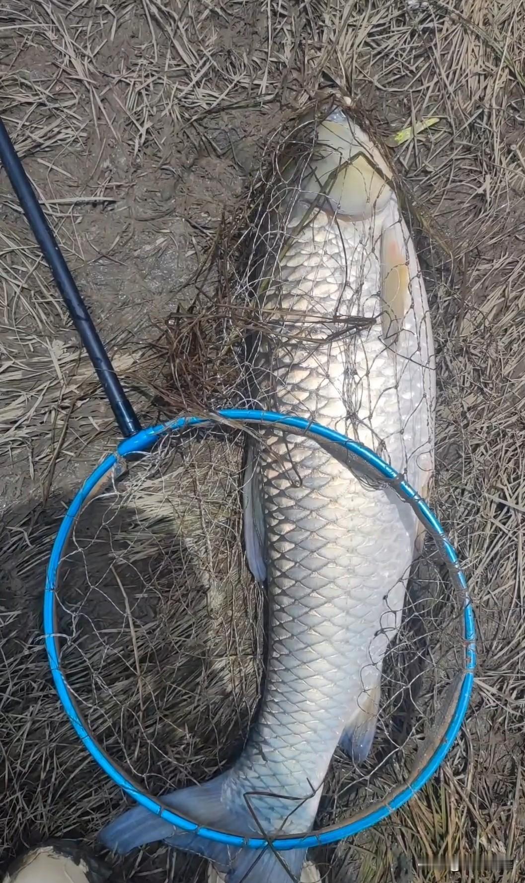 草鱼绝对是退水以后最好钓的。
都说涨水鱼退水虾，但其实涨水的时候小河里会进很多鱼