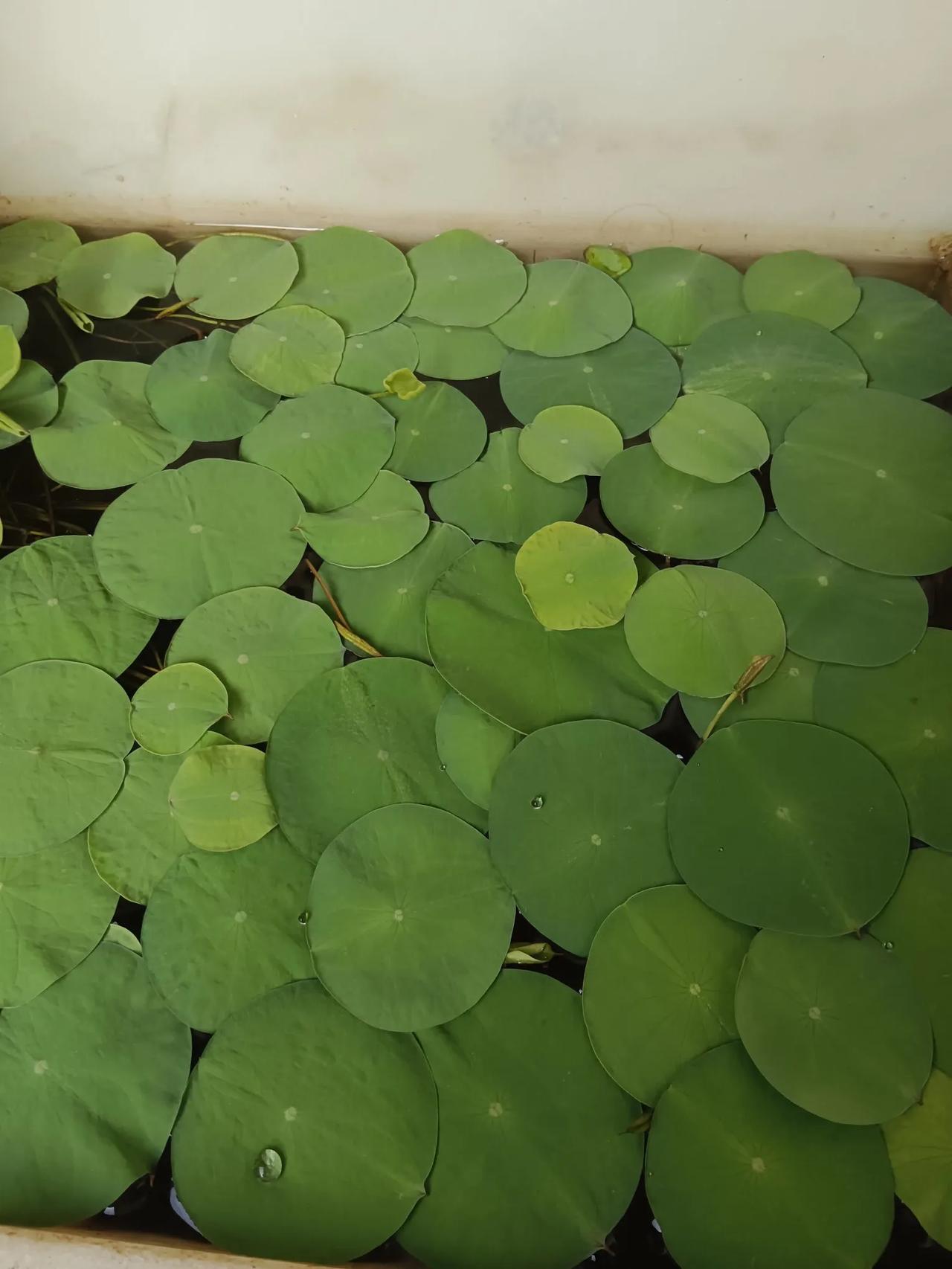 《寒露感怀》现代诗
 
寒露，是秋的脚步
在时光里，轻轻踏出清冷的节奏
露水凝结