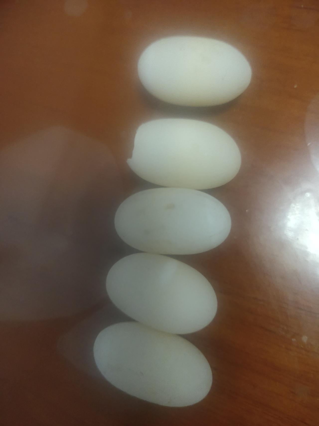 友友们，你们有谁吃过乌龟蛋？好吃吗？我咋不敢吃呢[捂脸]


昨天老公寻找小乌龟