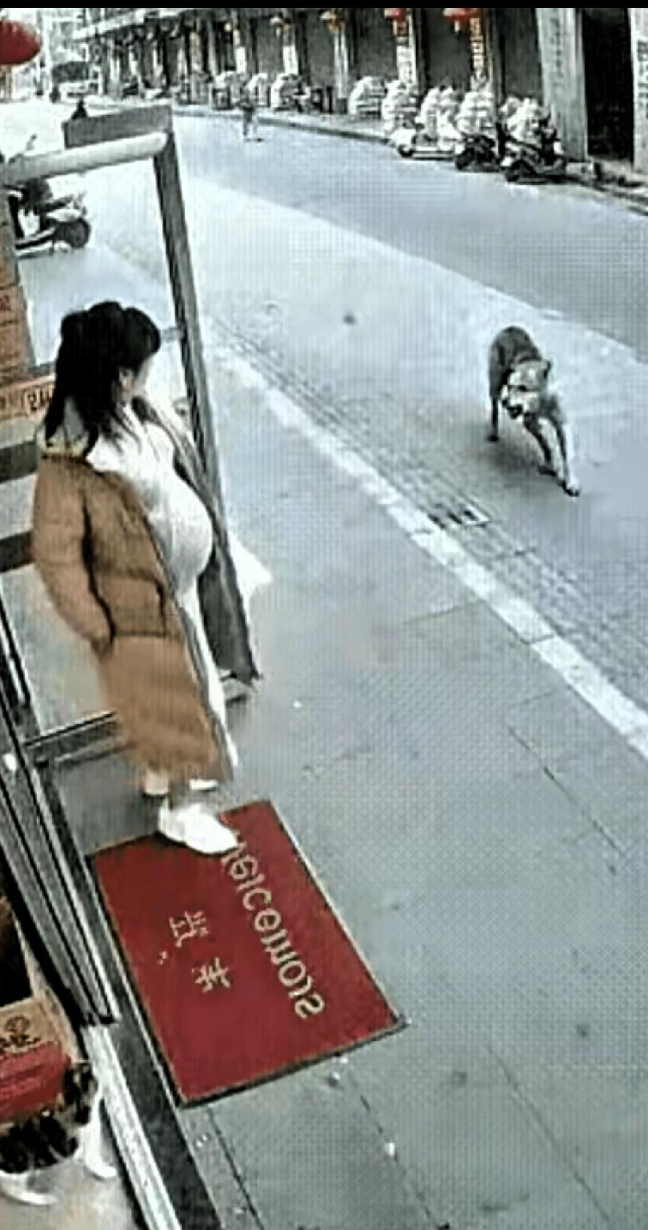 万物皆有灵！
善良的女子遇上了感恩的猫。
女子马上去医院生产了，去之前在去喂一次