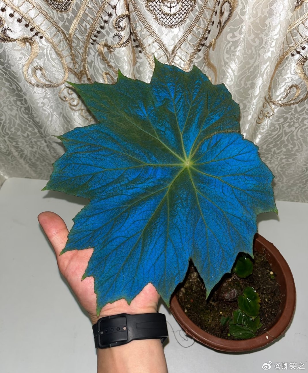 这叶子形状也太好看了 