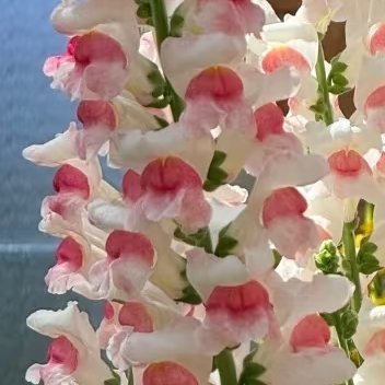 生活手记真诚待人，即使秋叶飘落、鲜花凋零，也不会感到孤独；真诚待人，就算岁月流逝