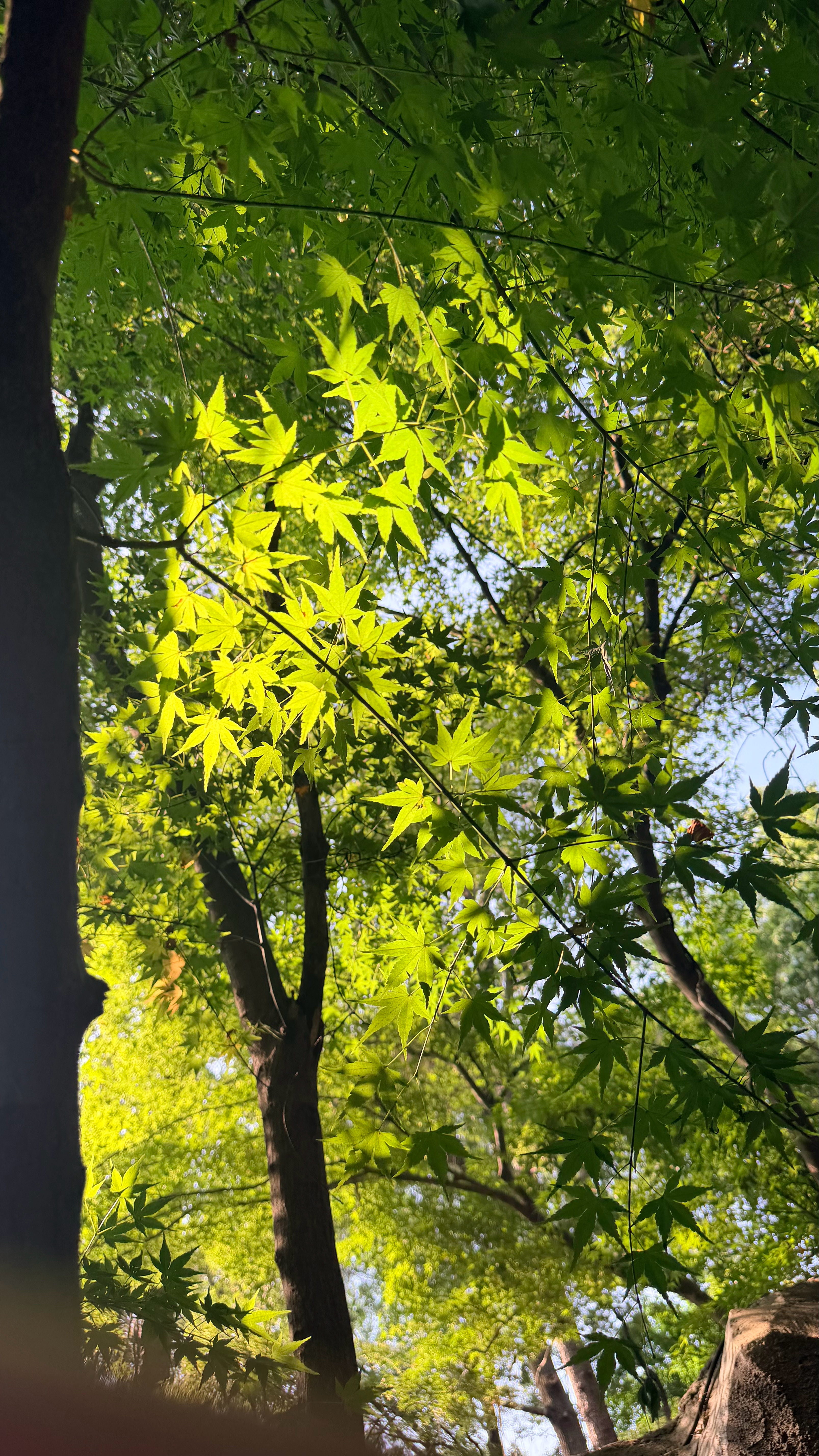 盛夏结束了，我才爱上盛夏已经开始害怕开学了下学期又要去新校区上课，通勤时间真的太