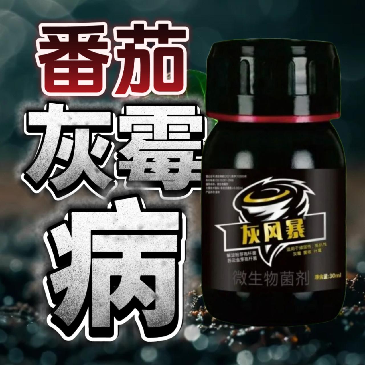 西红柿种植