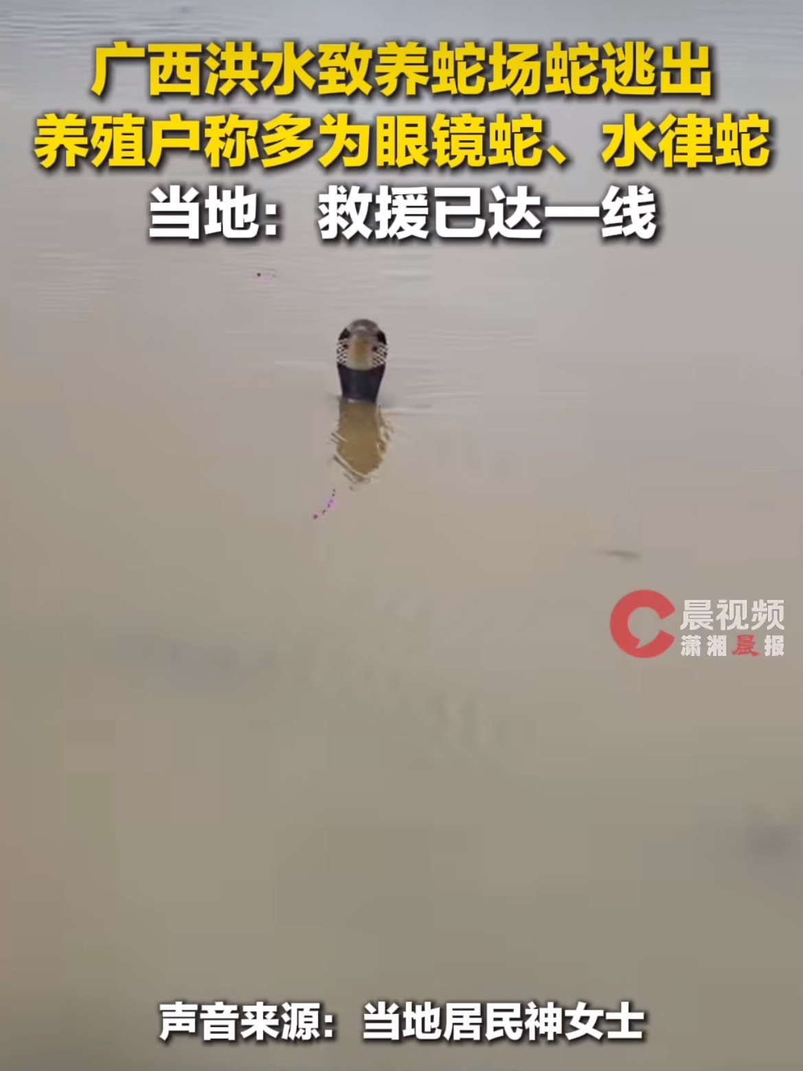 洪水致养蛇场蛇逃出有眼镜蛇真洪水猛“兽”