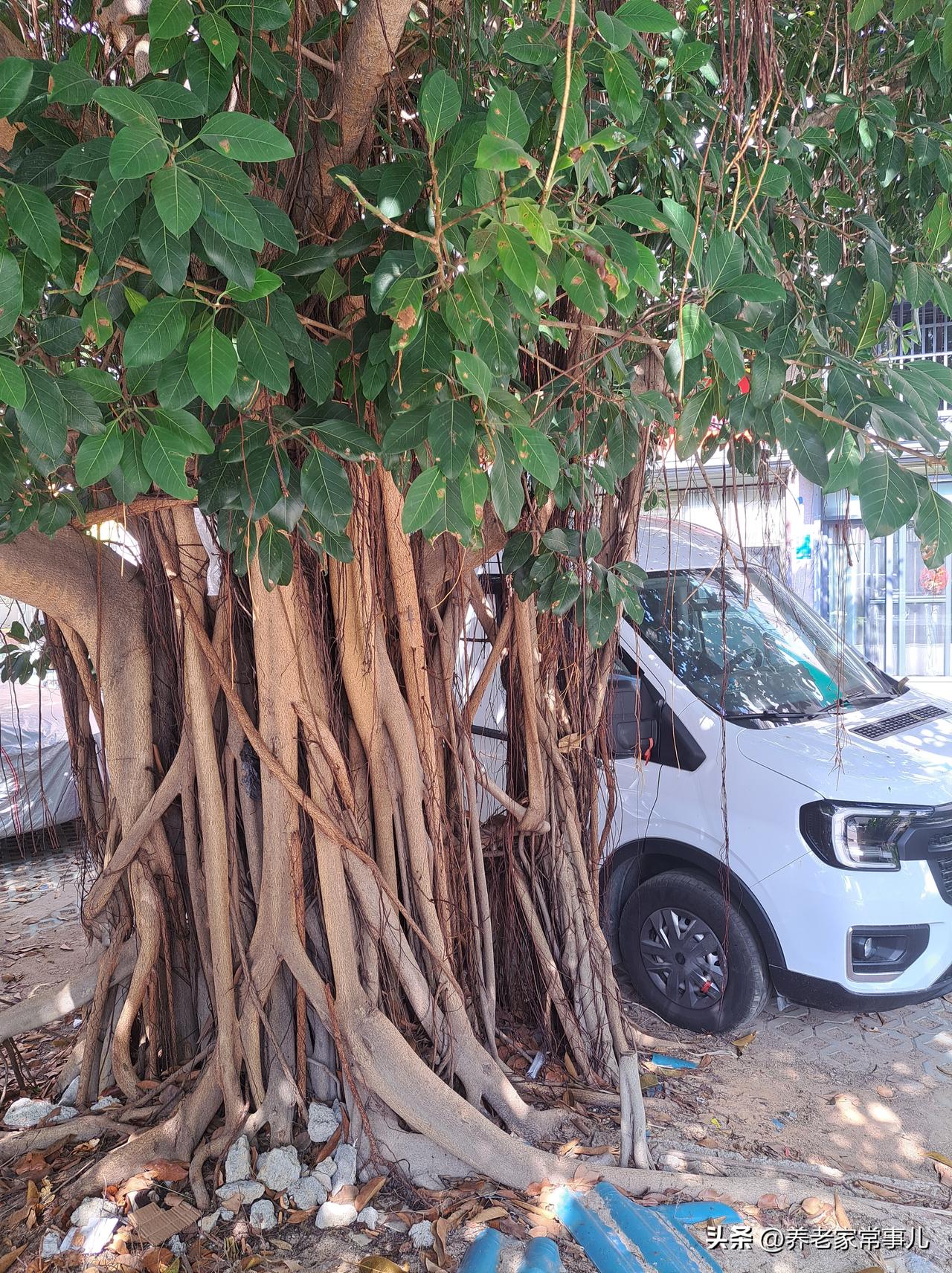  树干歪歪扭扭扭出好运，树根团团簇簇聚满福气，超欢乐！

海南的树干个个歪歪扭扭