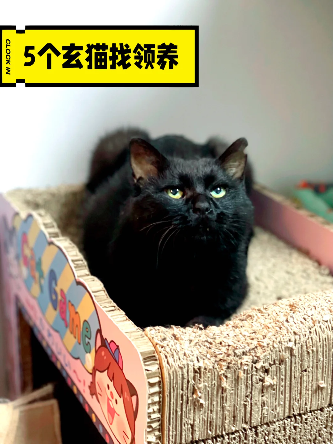 急急找领养，5只黑猫，年纪有大有小，黑漆麻糊，不管是白天和晚上都穿了一...