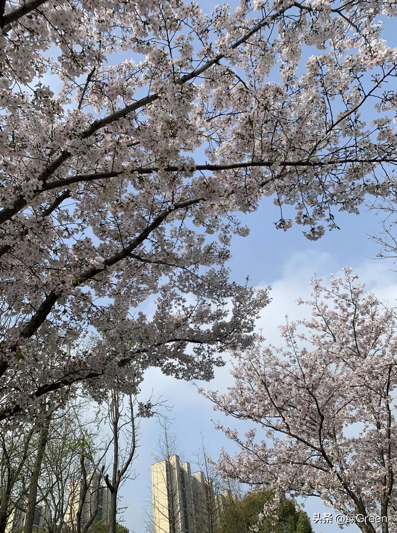 “只要花开，我就高兴，花开好了，幸福感便不会枯萎”。老舍在《养花》里写道。

每