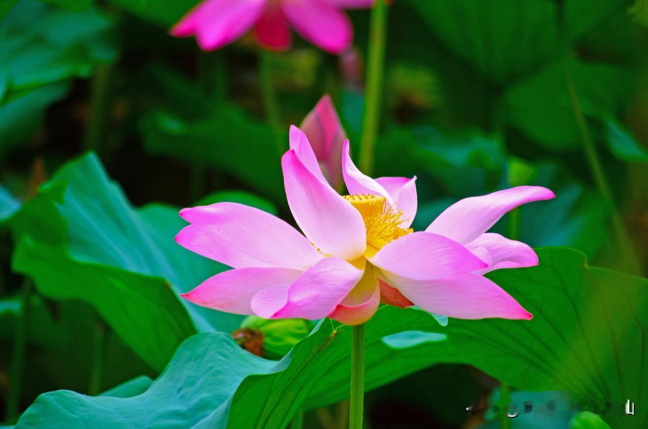 《手机拍荷秘籍：让荷花美出天际》
夏日炎炎，荷花绽放，这美丽的景致怎能不收入我们