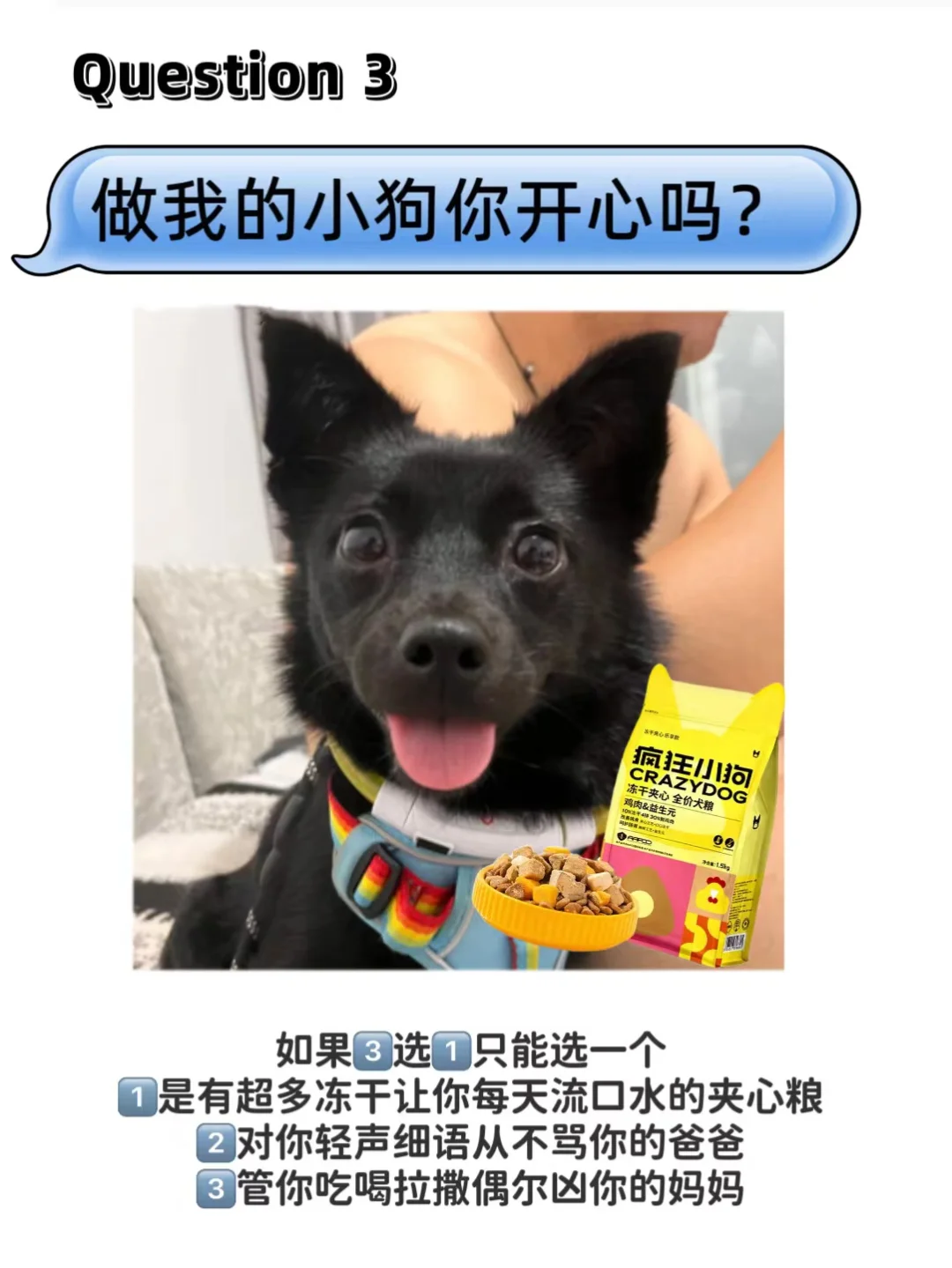 你会问小狗哪三个问题？
