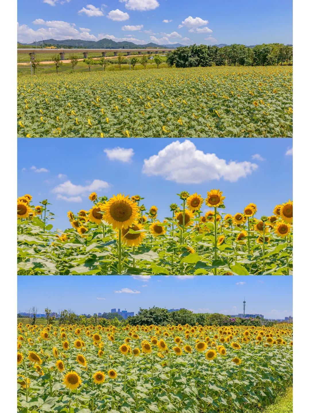深圳华侨城光明小镇|享受田园生活的慢时光