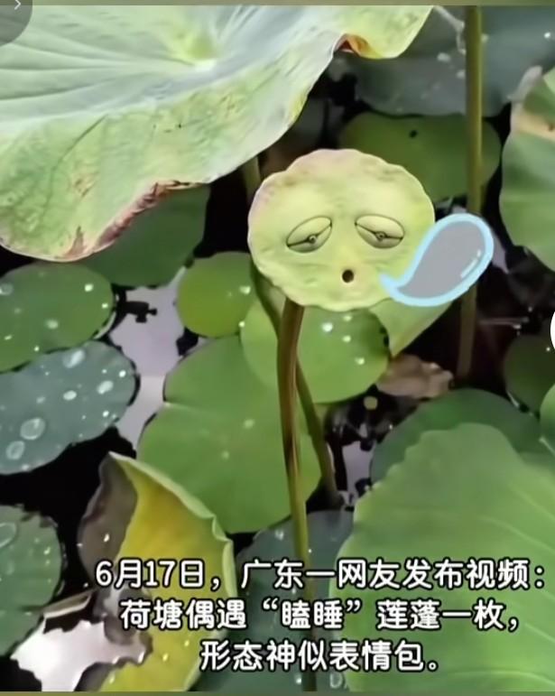 今天去荷塘散步，意外发现了几个“瞌睡”莲蓬，那形态简直神了，跟网络上的瞌睡表情包