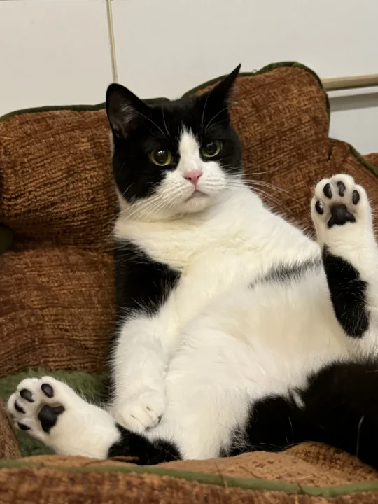 人、喜不喜欢粉鼻黑jio小冒密