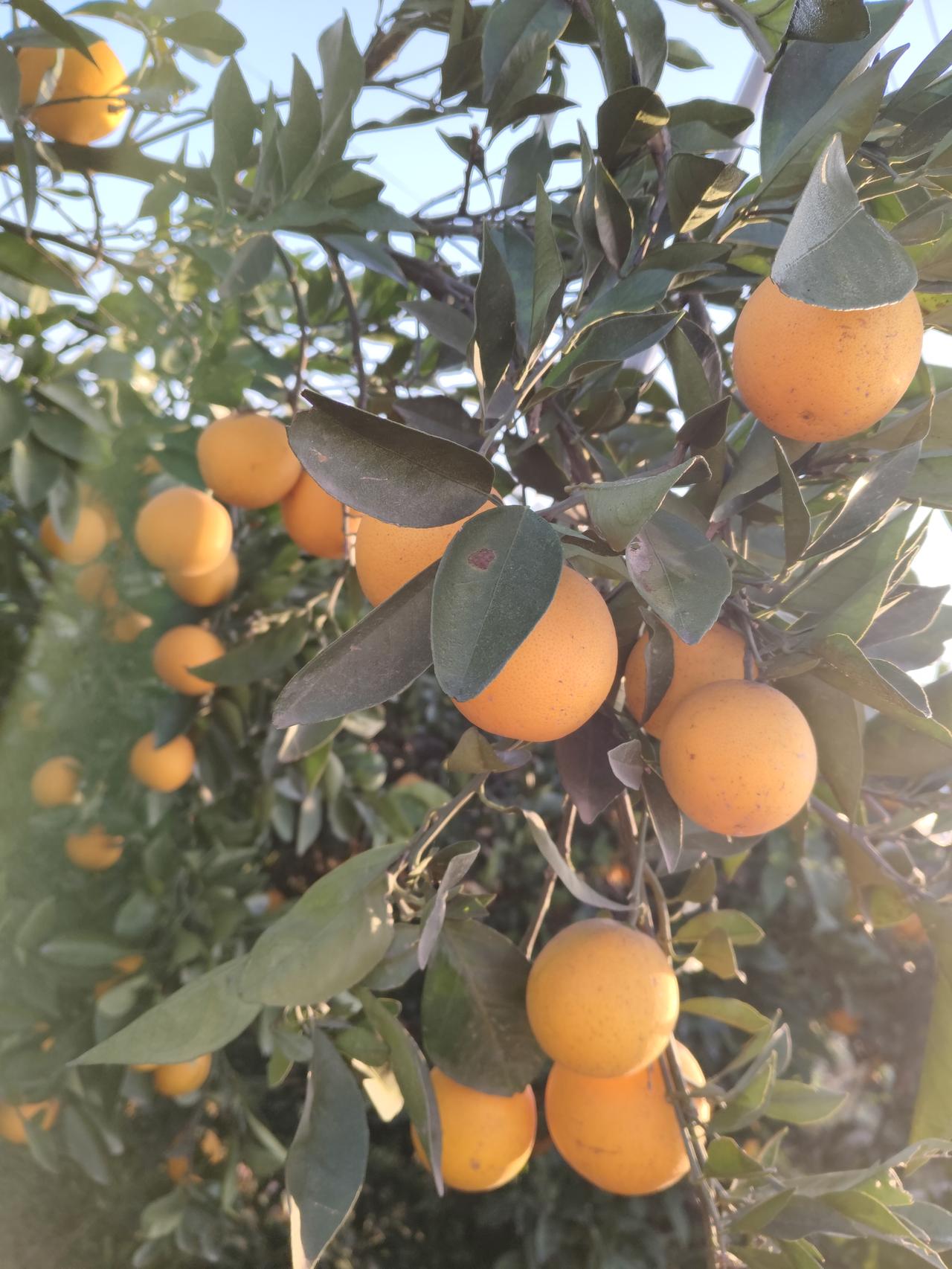 这满树橙黄裹着秋阳，沉甸甸的甜香都快漫出屏幕啦～风一吹枝桠晃，连空气都浸着鲜活的