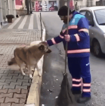 流浪狗：“如果，你愿意靠近我…其实我很温柔～”