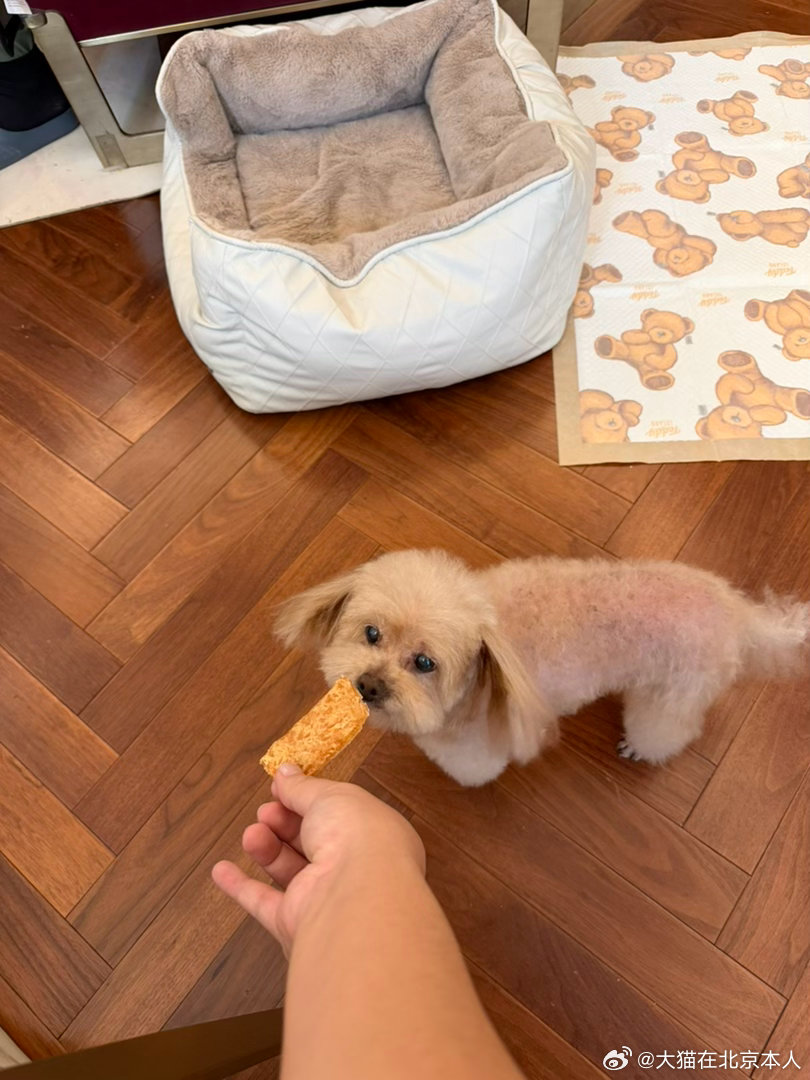豆豆三个月时，豆豆十年前。现在豆豆是13岁小老太太