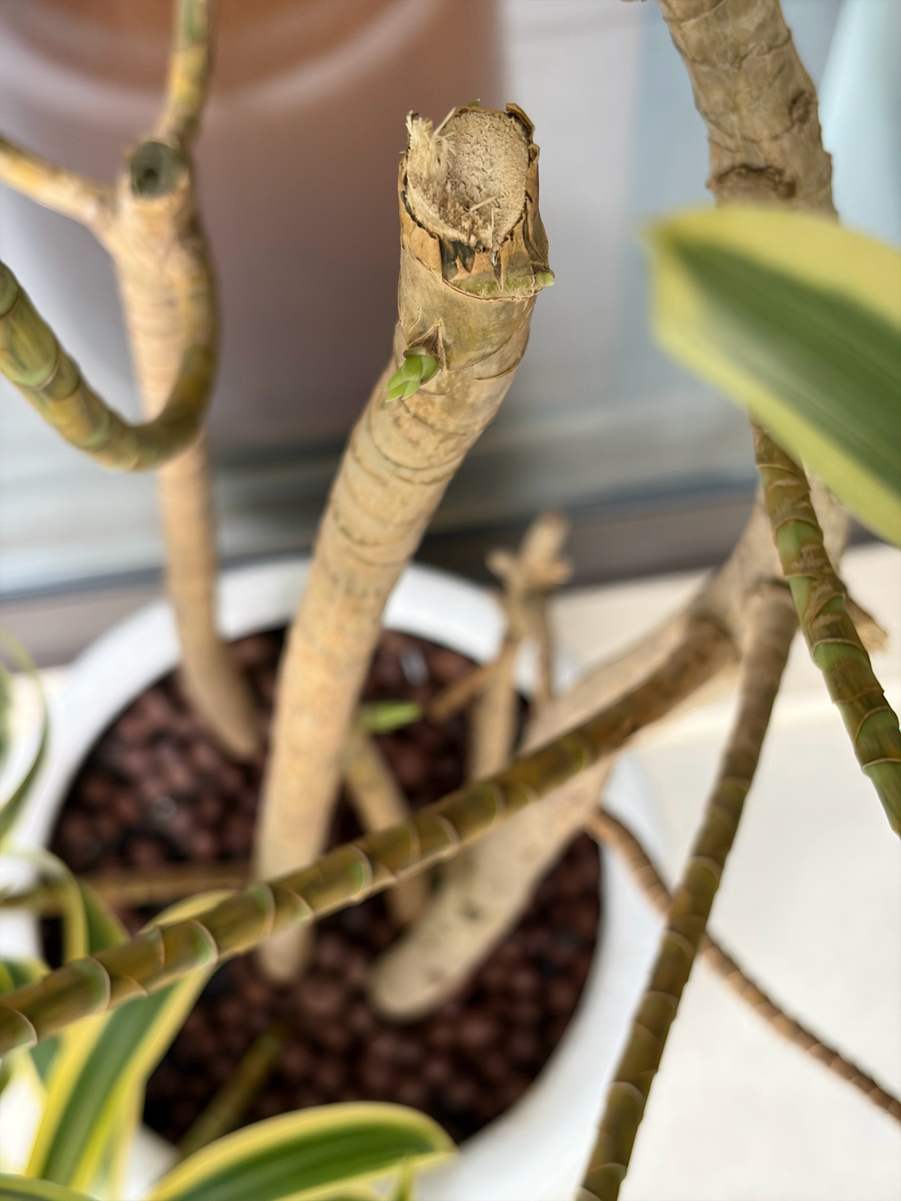 提乐道L80的时候，沈博送了盆树，寓意很好，外加展示L80后备箱大。拿回家之后一