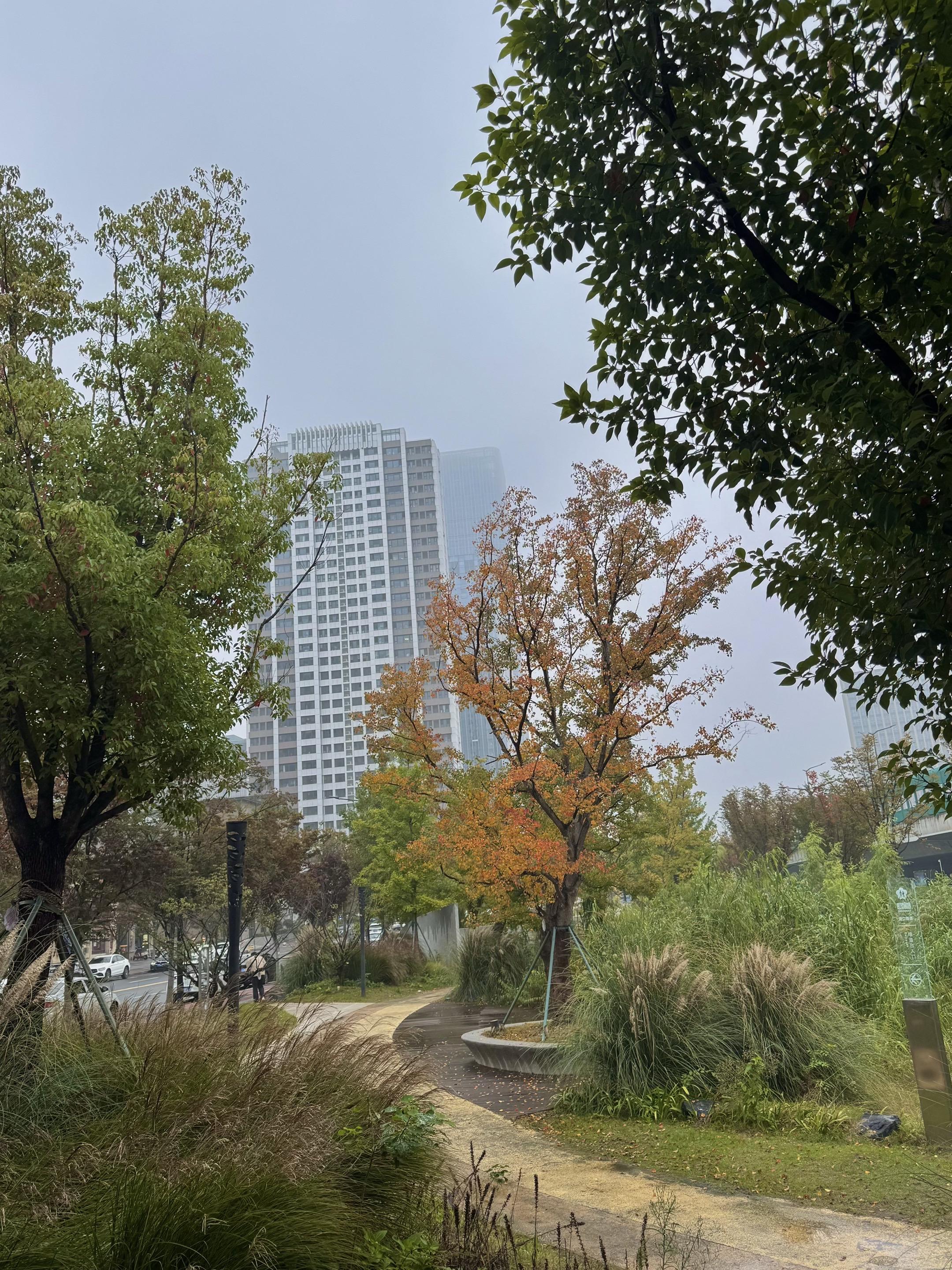 我又看到了那棵漂亮有生命力的树。今天看到了它的牌子，知道了它叫“乌桕”...