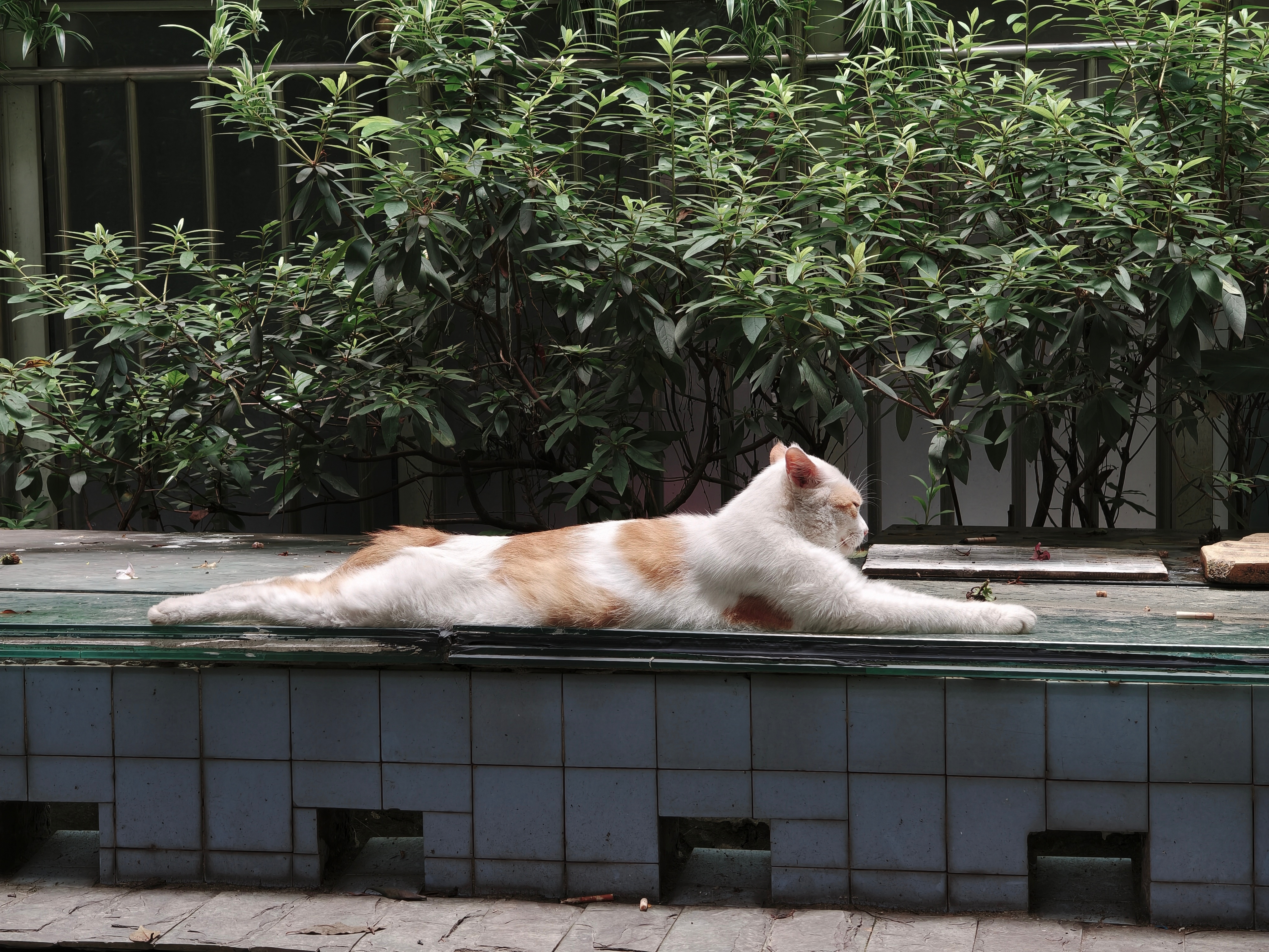 长猫~